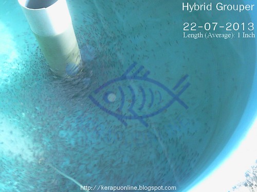 (22-07-13) Hybrid Grouper by Kerapu Online