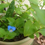 Garden Inventory: Asiatic Dayflower (Commelina communis) - 4