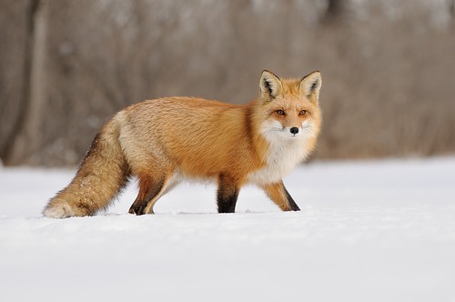 Renard Roux  Red Fox