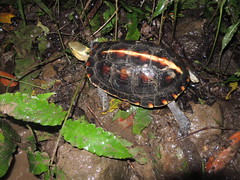 野生動物保育法指定公告之珍貴稀有保育類野生動物－食蛇龜。（圖片來源：林務局提供）
