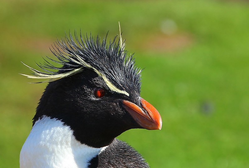 Southern Rockhopper Penguins - Saunders Is (34)