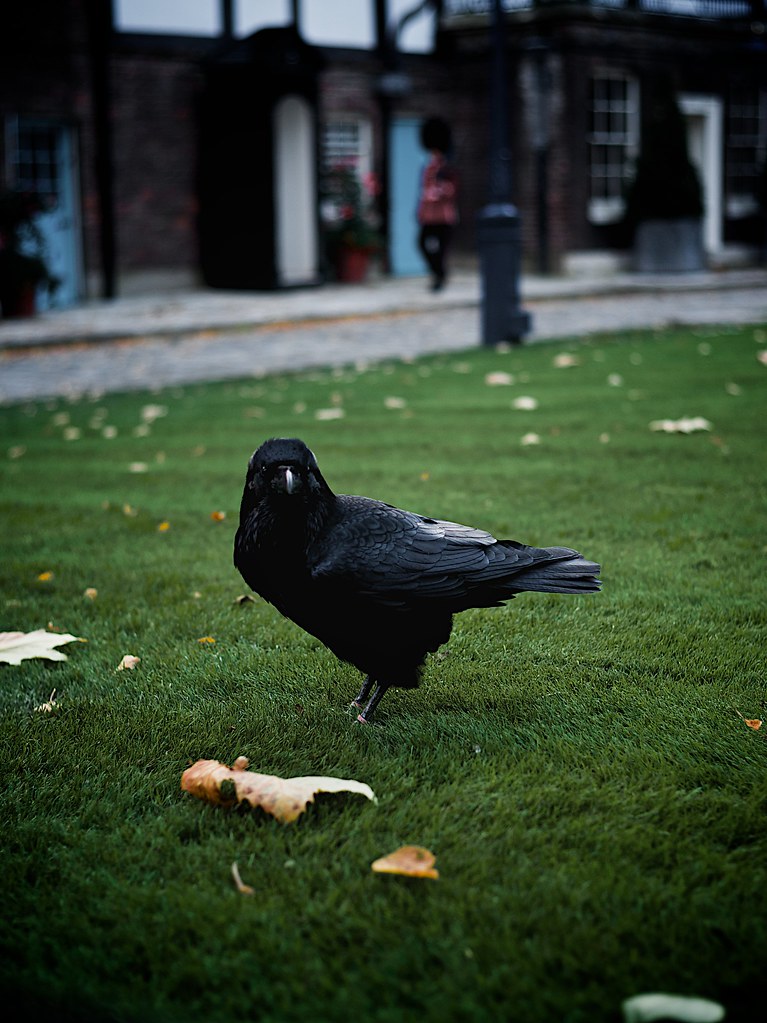 Raven of the London Tower