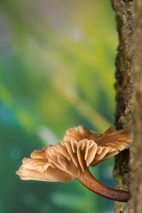 Cogumelos (Mushrooms)