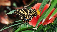 Exotic Papilionidae