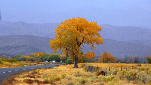 Rainy Fall Morning in Owens Valley.
