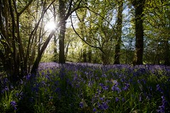 Bluebell Madness