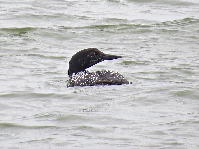 Common Loon at Evergreen Lake in Woodford County, IL