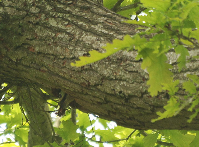 DSC_6606 Greater Spotted Woodpecker leaving nest
