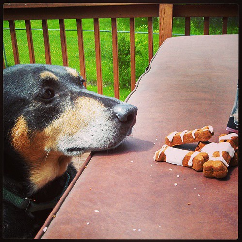 "I'm just looking at 'em" #dogstagram #dogtreats #coonhoundmix #adoptdontshop #rescue