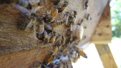 2013.07_we got bees