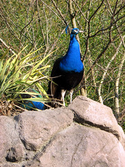 Virginia Zoo Peacock 03-09-2008
