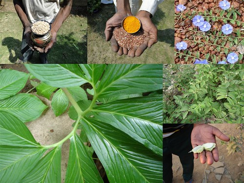 Medicinal Rice Formulations for Diabetes Complications and Heart Diseases (TH Group-47 special) from Pankaj Oudhia’s Medicinal Plant Database by Pankaj Oudhia