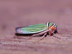 Leafhopper - Family Cicadellidae