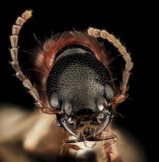 Rove beetle, U, Face, Upper Marlboro, MD_2013-08-21-16.34.44 ZS PMax