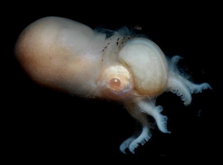 雄船蛸體型極小，但具有明顯特化的莖化腕（交配用）。