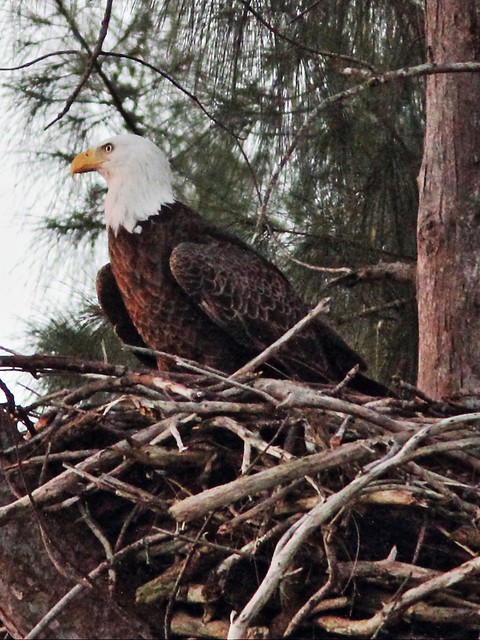 Bald Eagle female at nest 03-20131019