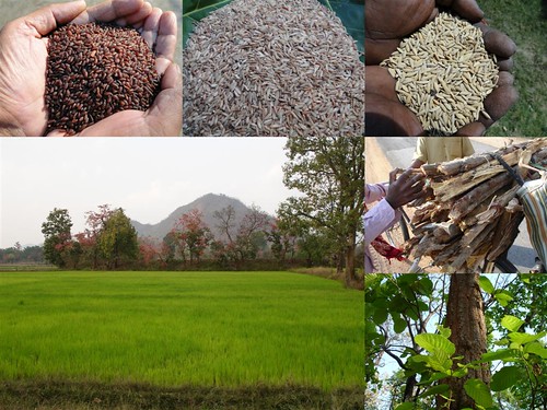 Validated and Potential
Medicinal Rice Formulations for Diabetes mellitus Type 2 Complications and/with
Psoriasis (TH Group-206) from Pankaj Oudhia’s Medicinal Plant
Database