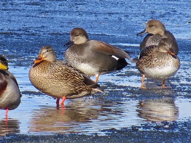 Gadwall and Mallard at the Kenneth L. Schroeder Wildlife Sanctuary in McLean County, IL 13