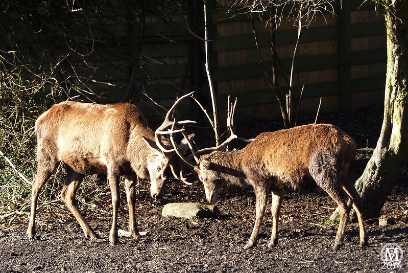 Stags rutting