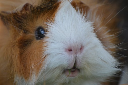 Guinea pig close up by mikeplonk