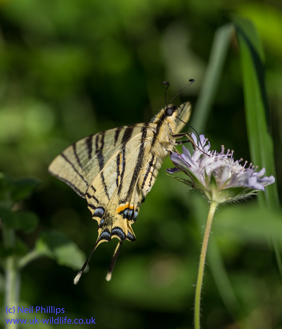 scarce swallowtial butterfly 5