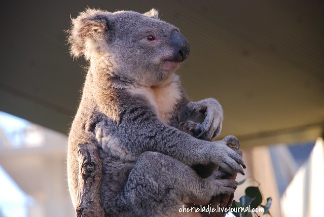 koala bear rocking on his branch