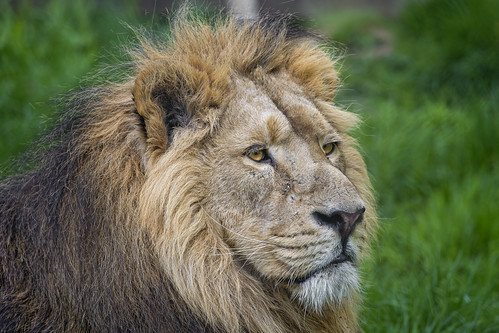 Lying and beautiful Asiatic lion by Tambako the Jaguar