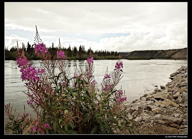 Fireweed (Chamerion sp.) on Yukon River