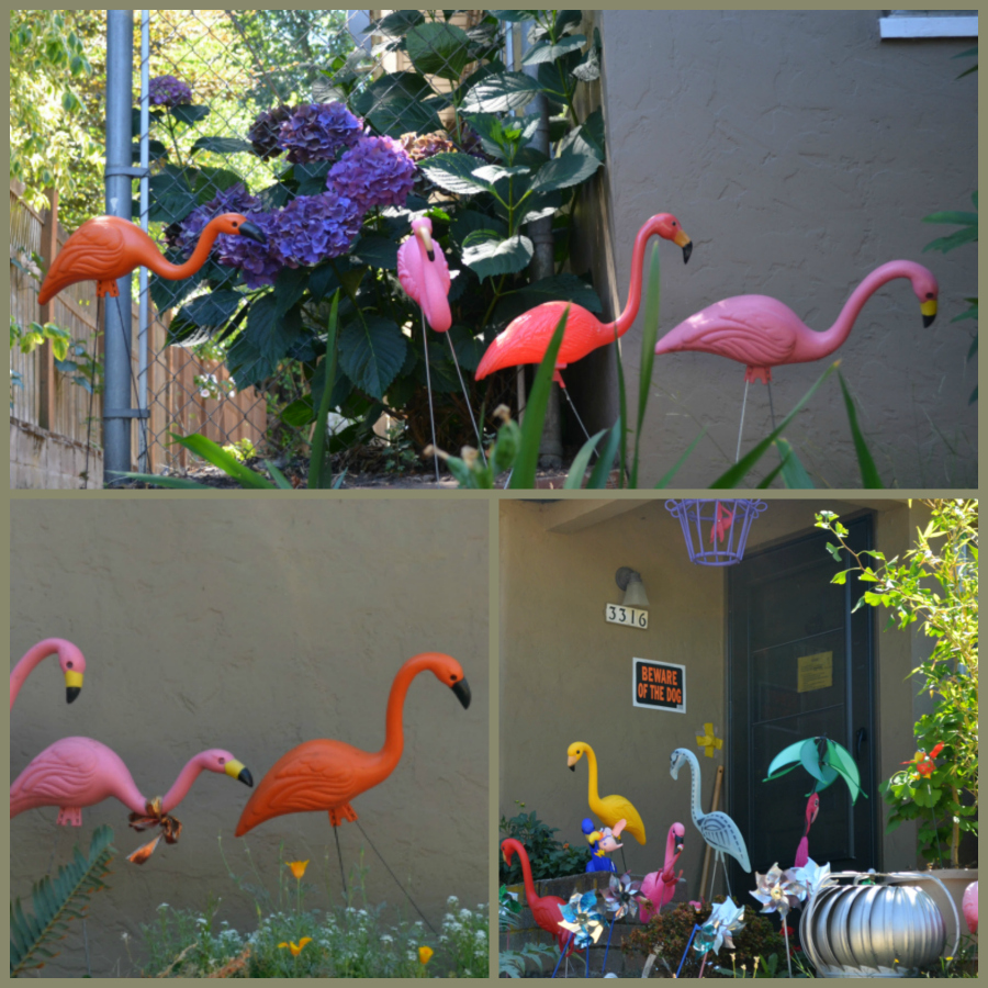 flamingos PicMonkey Collage