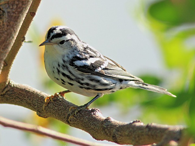 Black-and-white Warbler 4-20131017