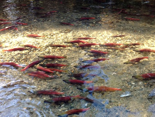 Red Kokanee Salmon, Lake Tahoe