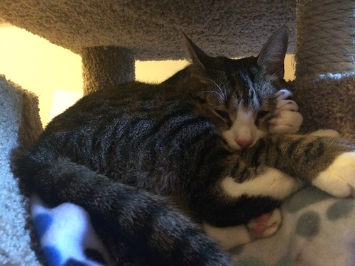 Amelia cat sleeping in kitty condo