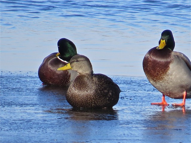American Black Duck and Mallard at the Kenneth L. Schroeder Wildlife Sanctuary in McLean County, IL 03