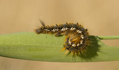 Caterpillars 2017
