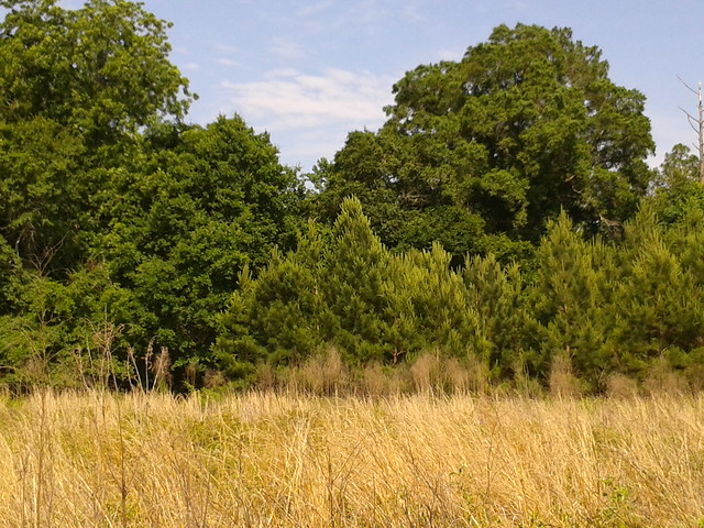 Pasture with loblolly