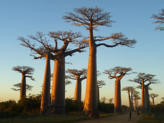 Madagascar - April/May 2013