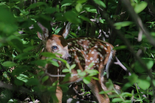Bambi in the bushes by ricmcarthur