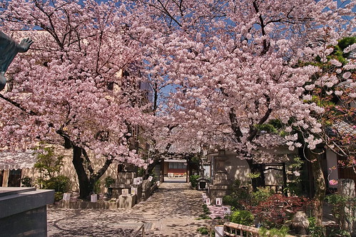 【写真】桜 : 墨染寺