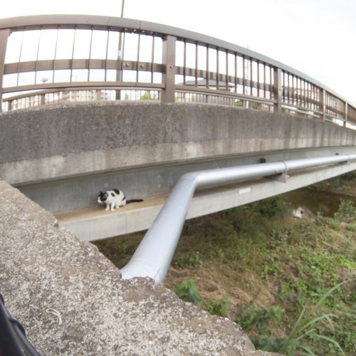 橋と猫