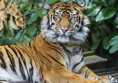 Beautiful lying Sumatran tigress by Tambako the Jaguar