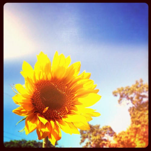 Sunflower (239/365) by elawgrrl