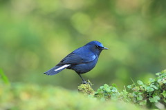 白尾鴝/White-tailed Blue Robin