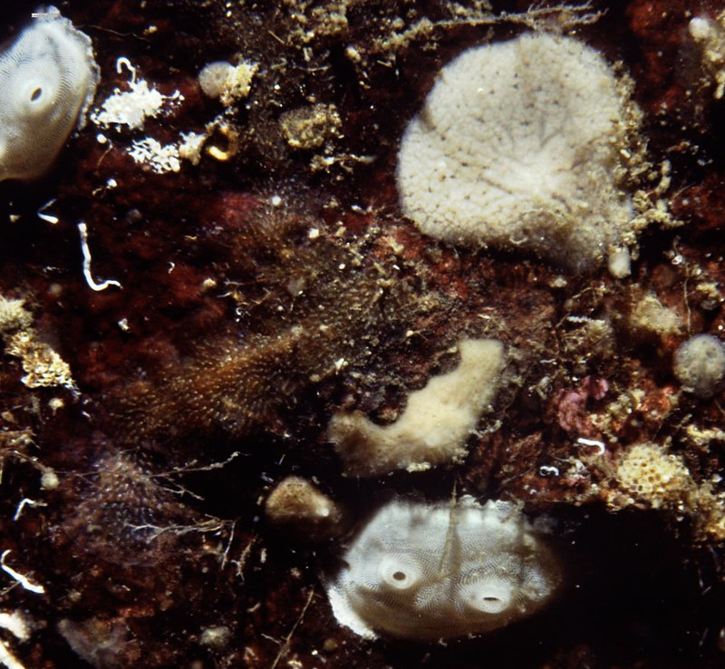 The white sea squirts in this image were recently observed in Saanich Inlet. This species was first described several years ago as Bathypera feminalba. The name means “White Lady” – reflecting the white colour and the location in Saanich Inlet where it was collected: White Lady Rocks. 