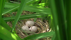 白腹秧雞雞蛋。（圖片來源：新竹林管處）