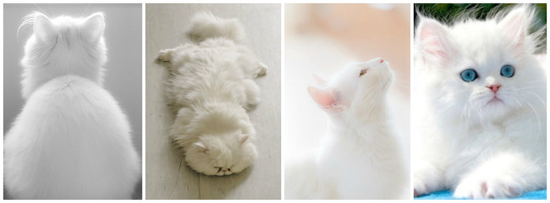 White Kitten Cats Facebook Timeline Cover