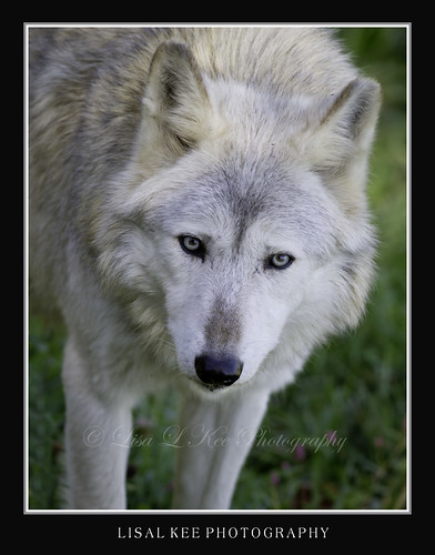 Gray Wolf ~ Wildlife Prairie SP by Lisa L Kee Photography