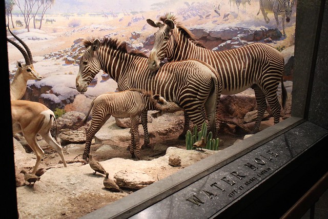 Museu de História Natural New York