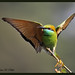 Green Bee Eater Series - PHOTO 1