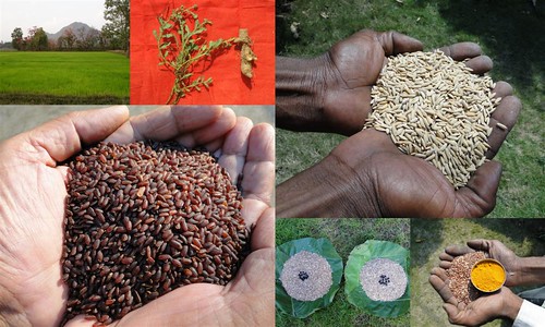 Validated and Potential Medicinal Rice Formulations for Hypertension (उच्च रक्तचाप) with Diabetes mellitus Type 2 (मधुमेह) Complications (TH Group-318 special) from Pankaj Oudhia’s Medicinal Plant Database by Pankaj Oudhia