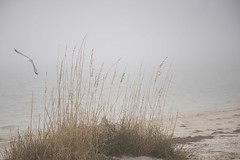 2014-2-4  Largo, FL  Howard Beach Park, Fog